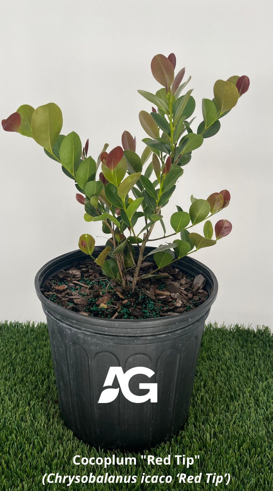 Cocoplum "Red Tip" (Chrysobalanus icaco ‘Red Tip’)