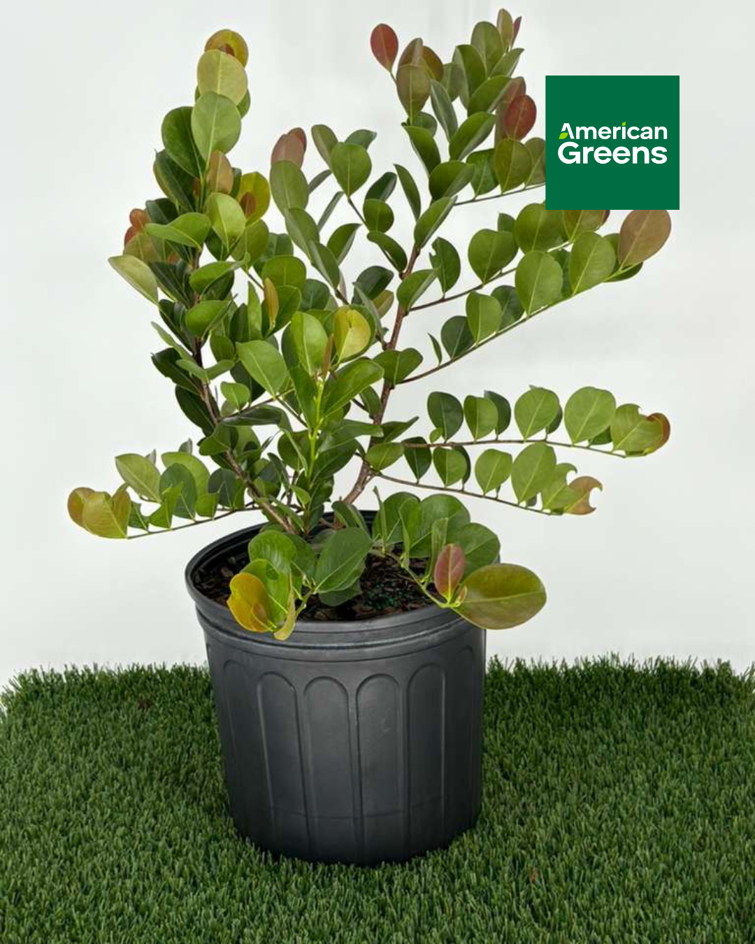 Cocoplum "Red Tip" (Chrysobalanus icaco ‘Red Tip’)