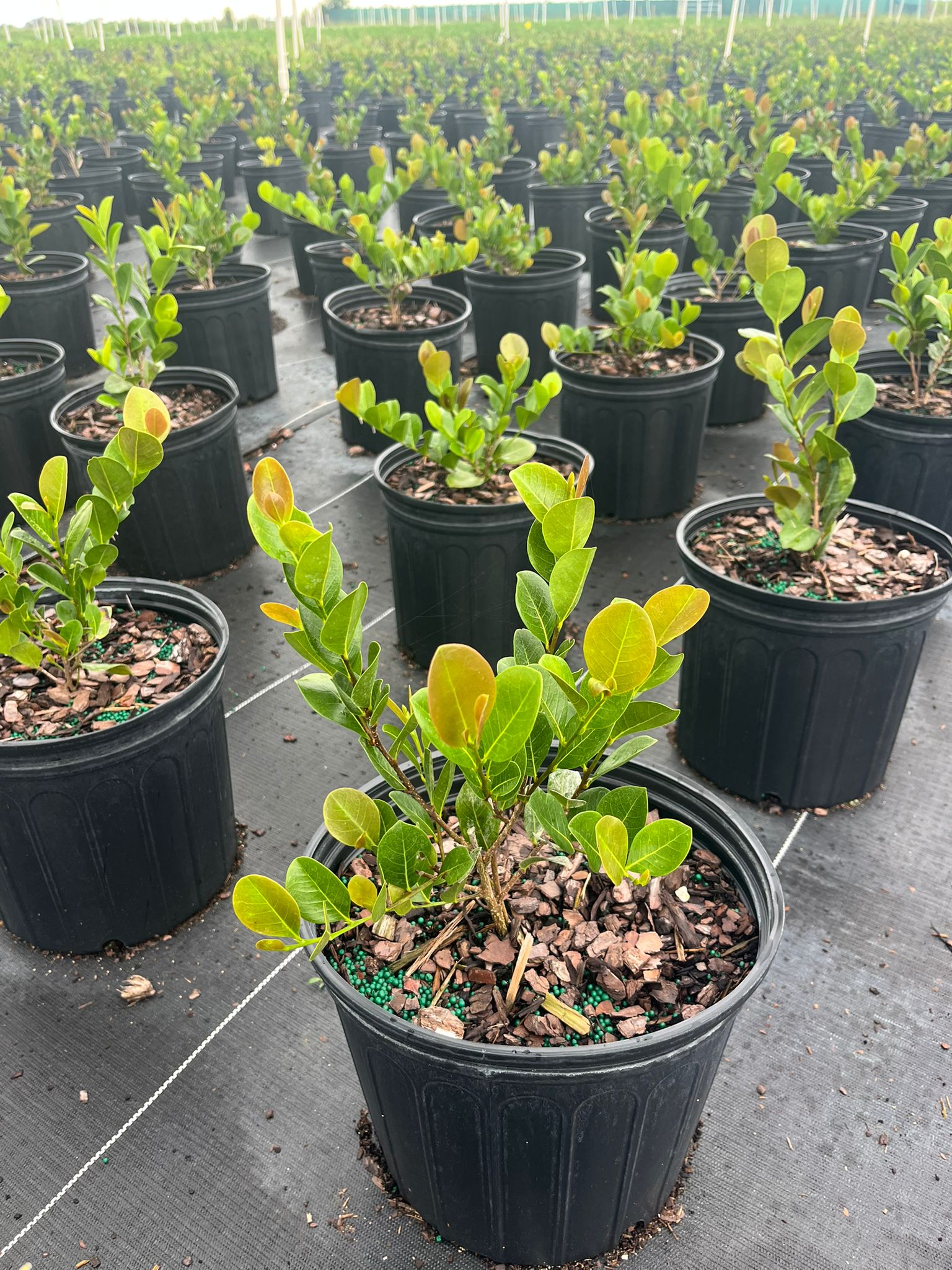 Cocoplum "Red Tip" (Chrysobalanus icaco ‘Red Tip’)