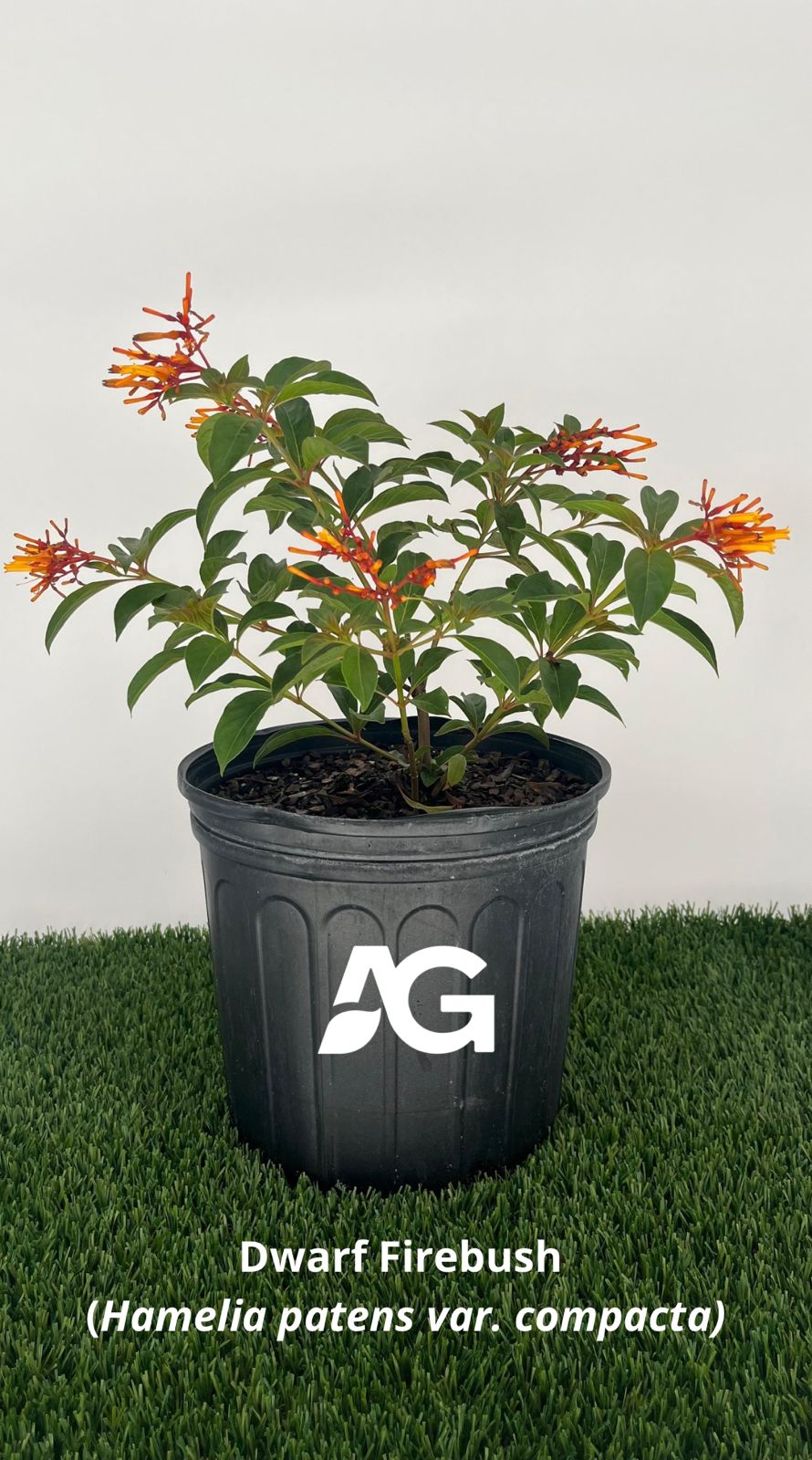 Dwarf Firebush (Hamelia patens var. compacta)