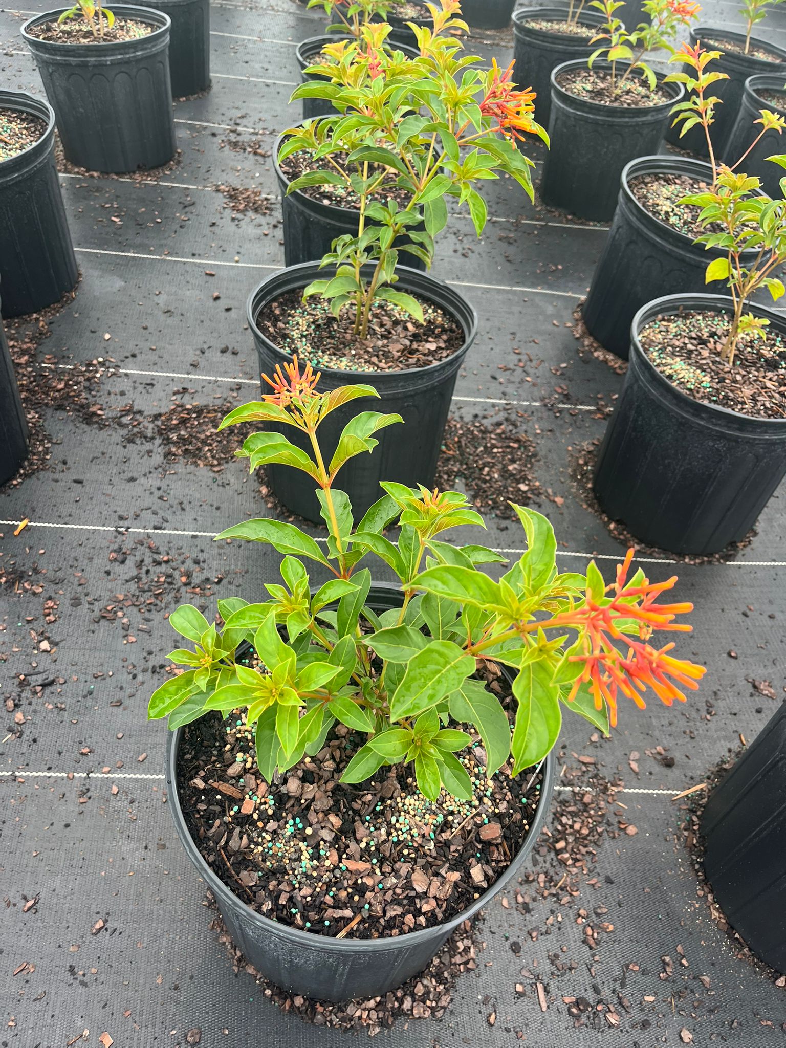 Dwarf Firebush (Hamelia patens var. compacta)