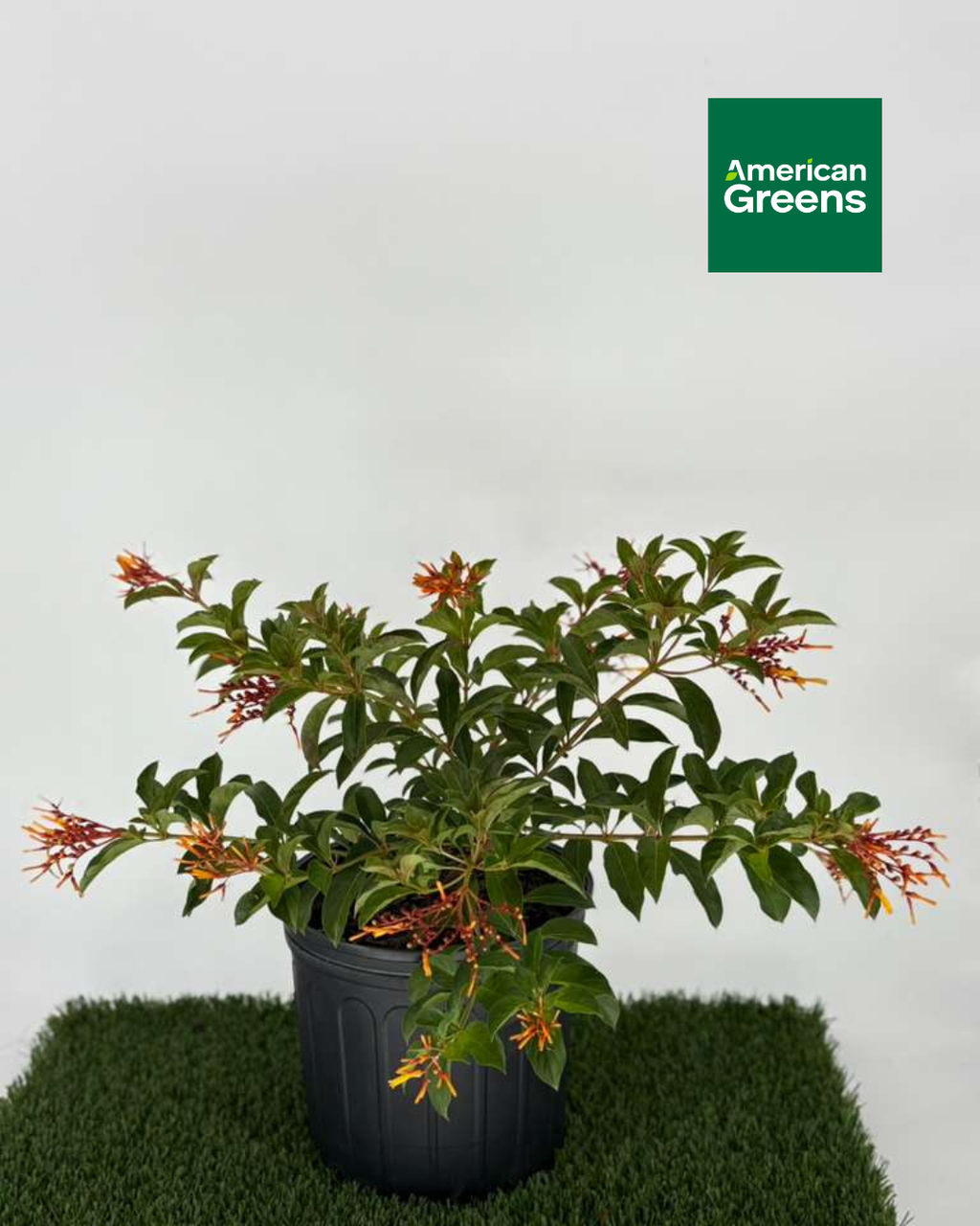 Dwarf Firebush (Hamelia patens var. compacta)