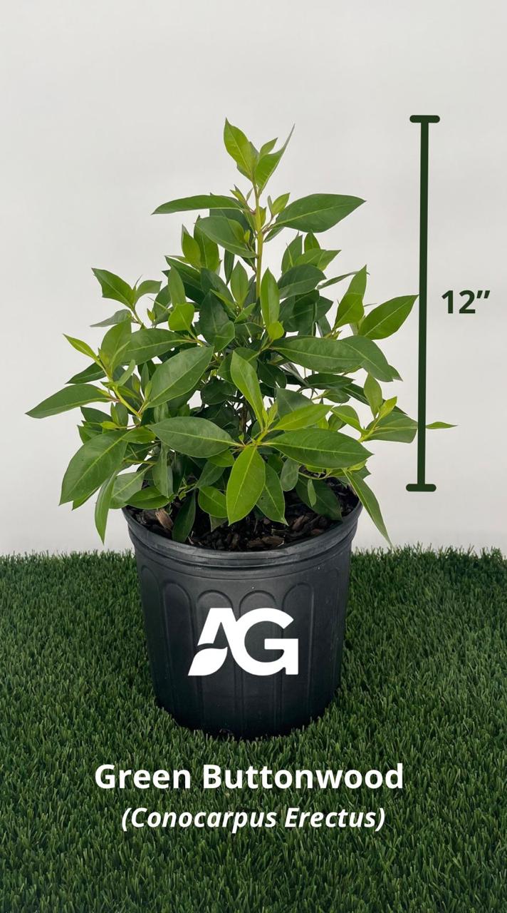 Green Buttonwood (Conocarpus erectus) - 3 Gallon Pot