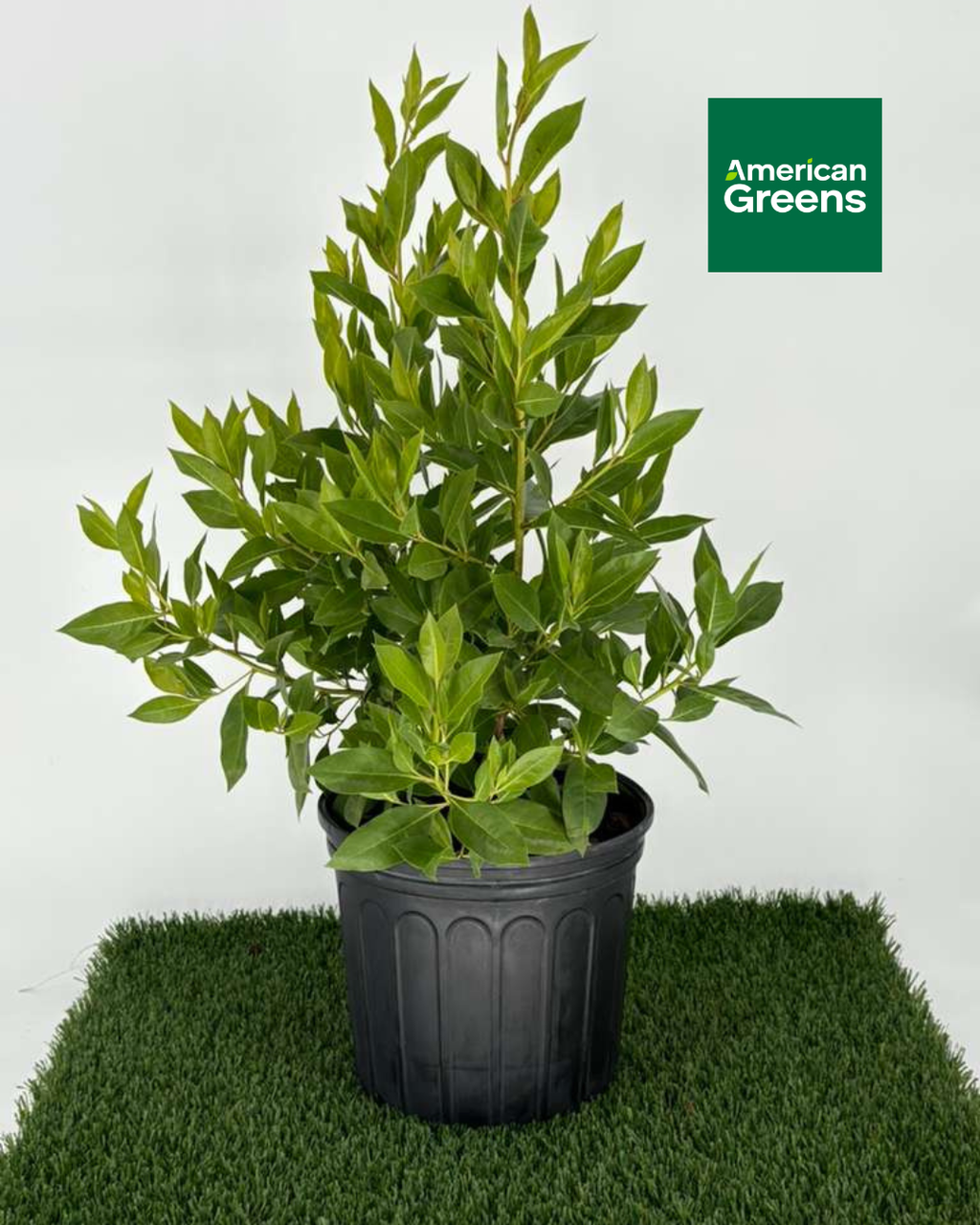 Green Buttonwood (Conocarpus Erectus)