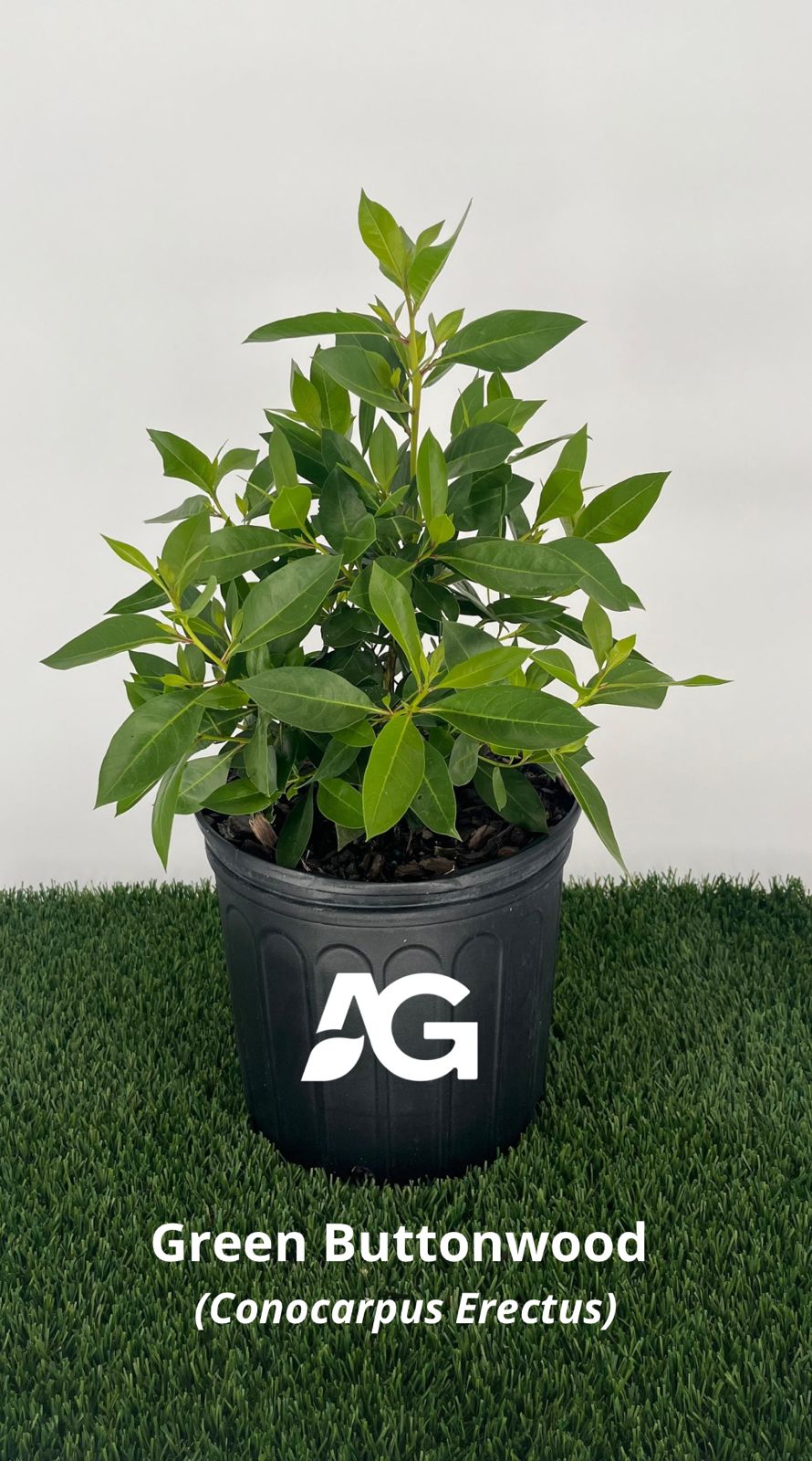 Green Buttonwood (Conocarpus Erectus)