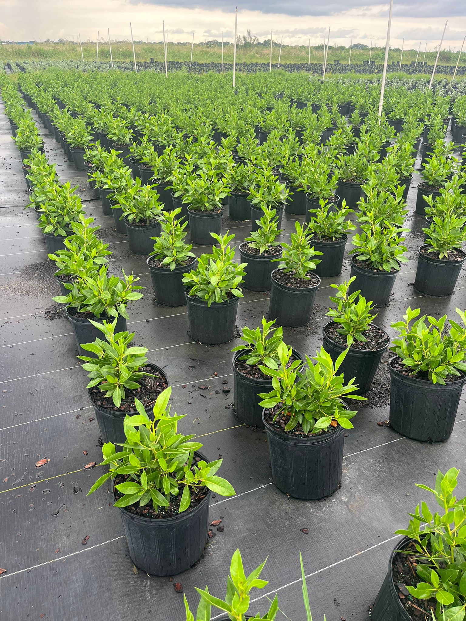 Green Buttonwood (Conocarpus Erectus)