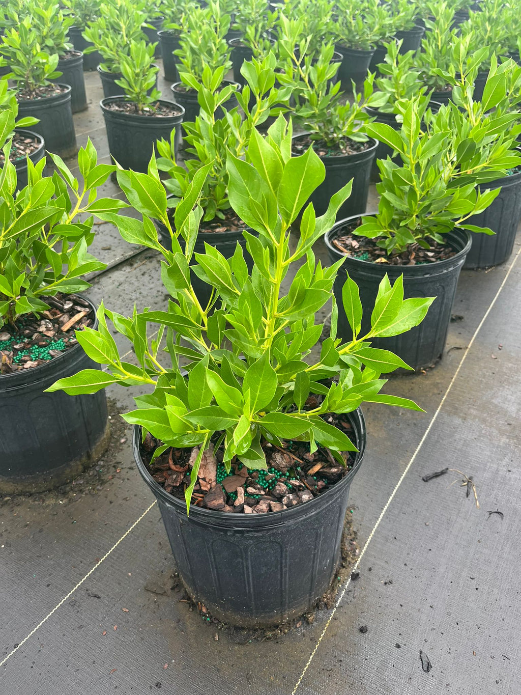 Green Buttonwood (Conocarpus erectus) - 3 Gallon Pot