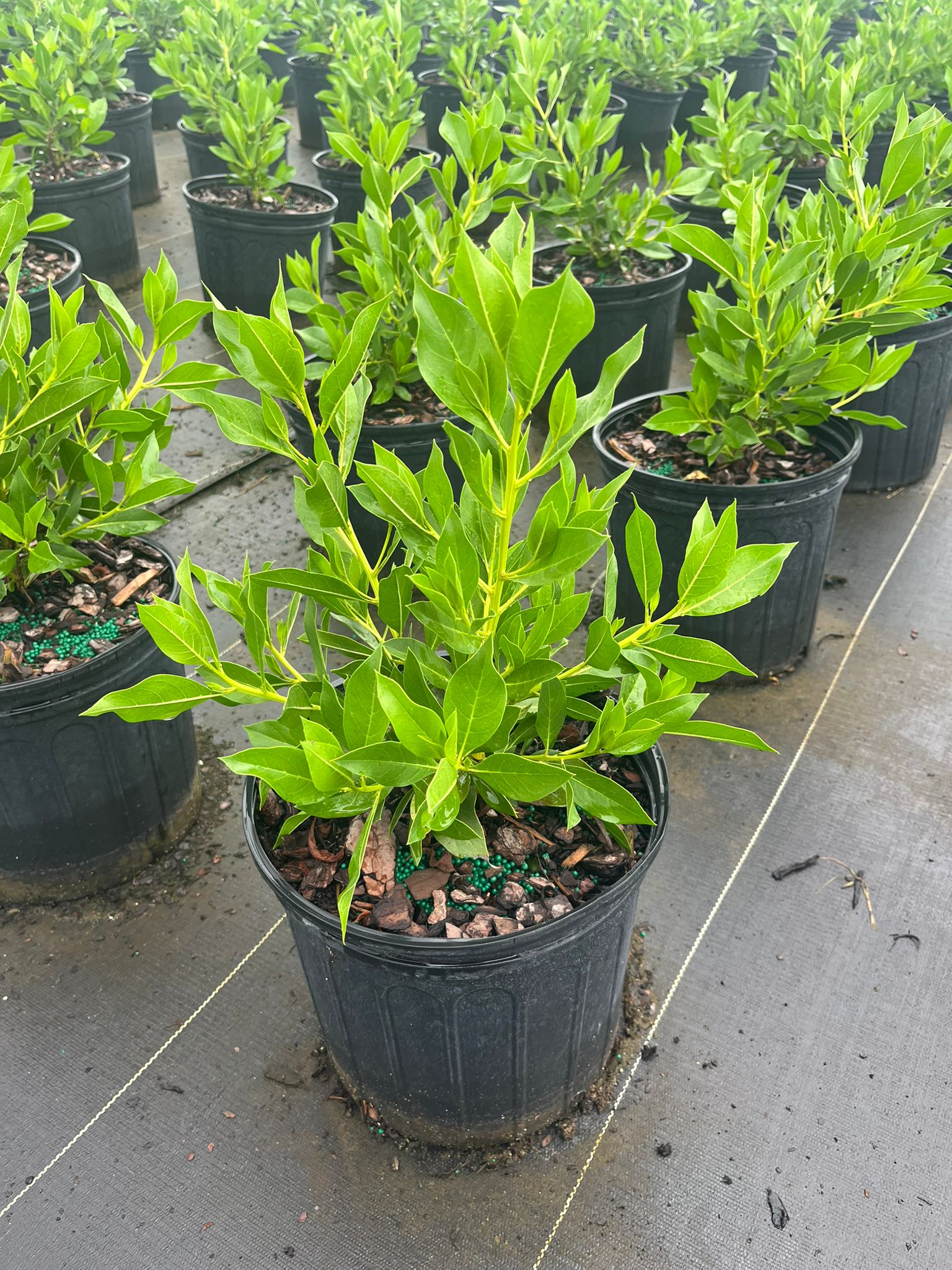 Green Buttonwood (Conocarpus erectus) - 3 Gallon Pot