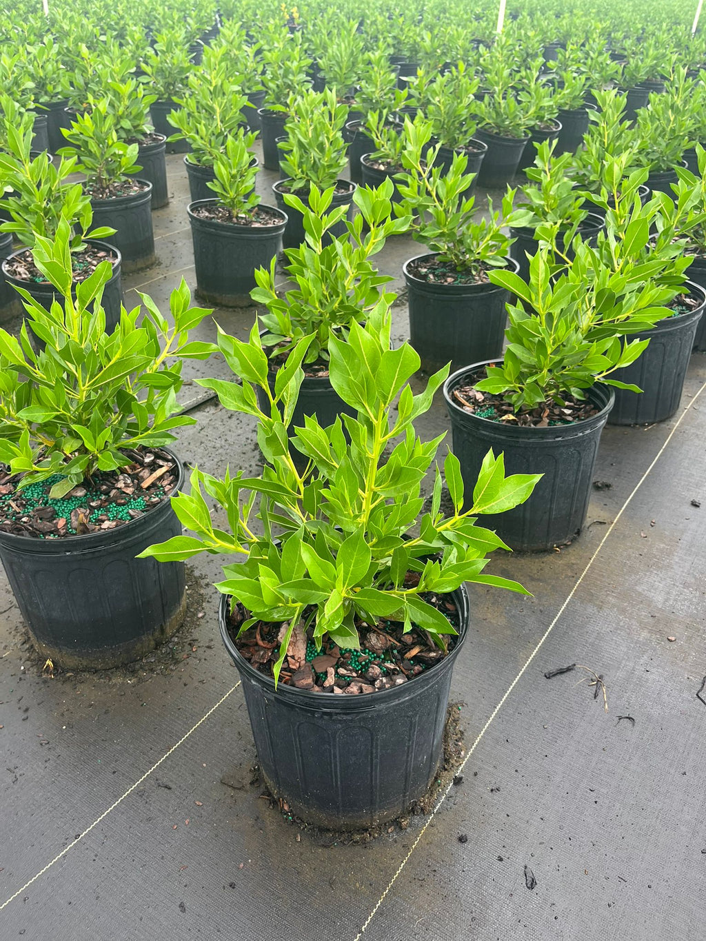 Green Buttonwood (Conocarpus erectus) - 3 Gallon Pot