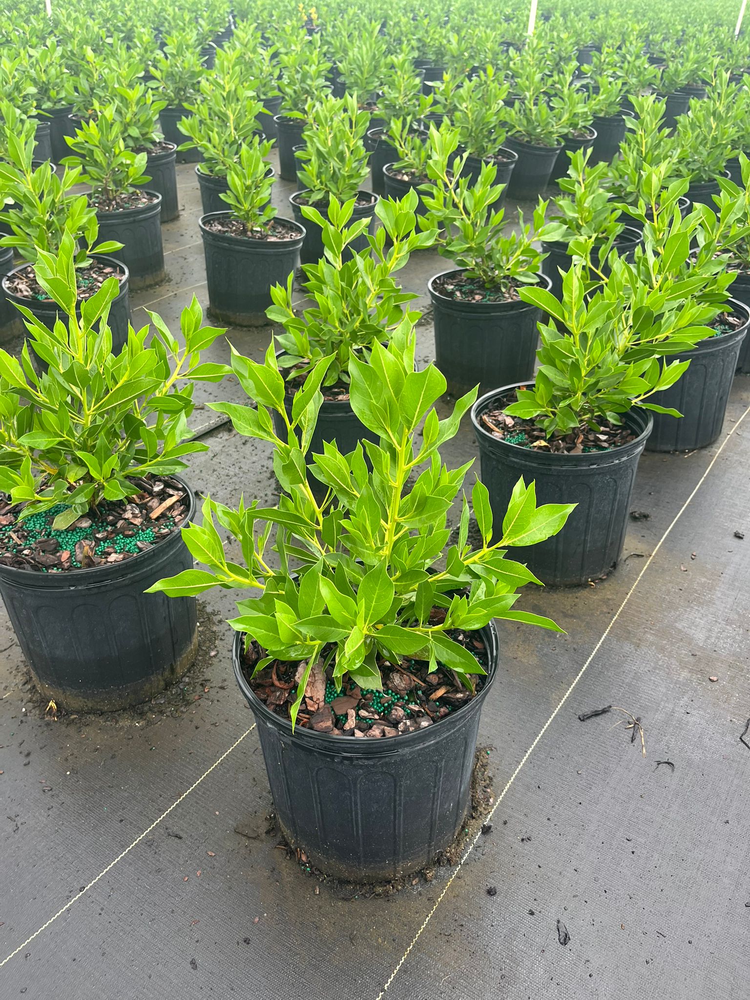 Green Buttonwood (Conocarpus erectus) - 3 Gallon Pot