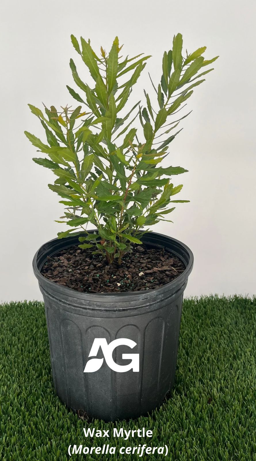 Wax Myrtle (Morella cerifera)