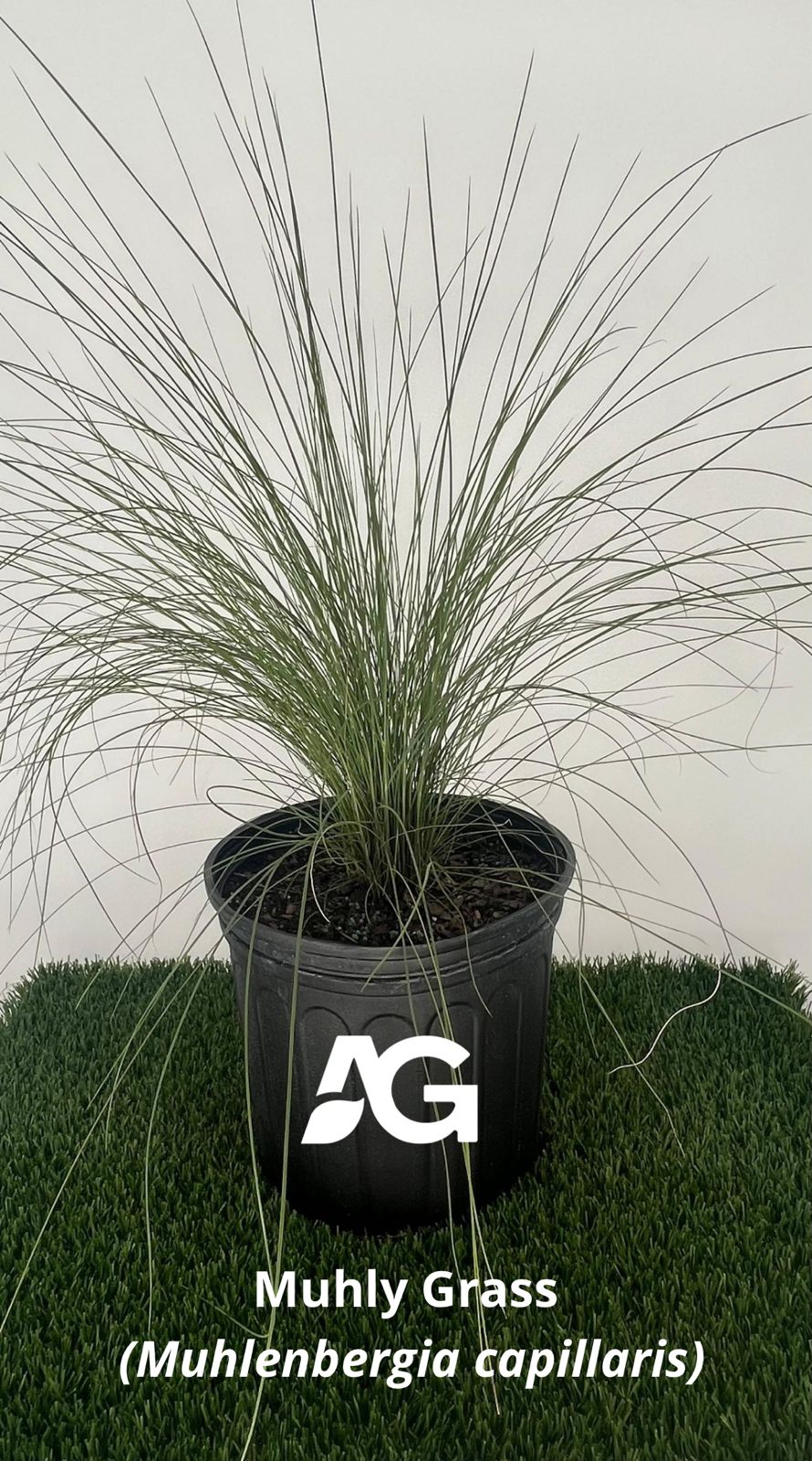 Muhly Grass (Muhlenbergia capillaris)