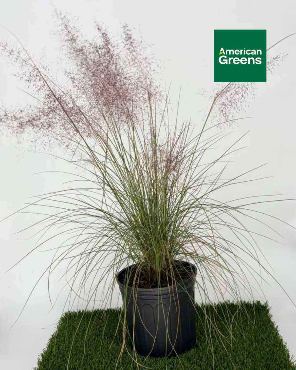 Muhly Grass (Muhlenbergia capillaris)