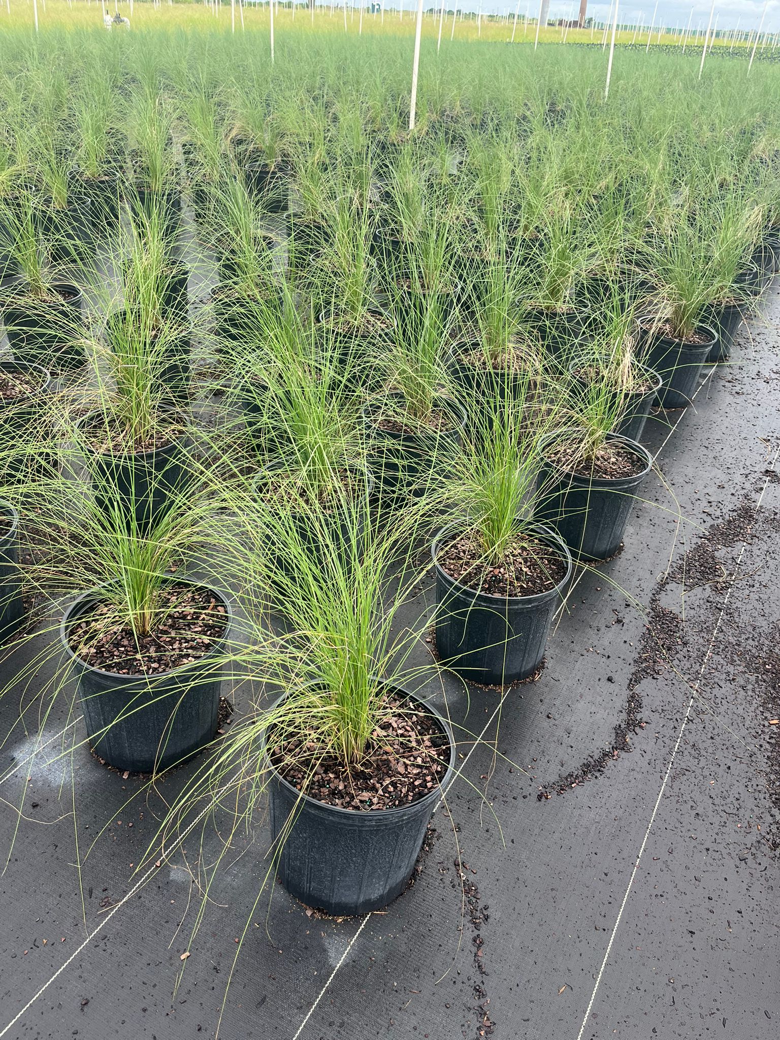 Muhly Grass (Muhlenbergia capillaris)
