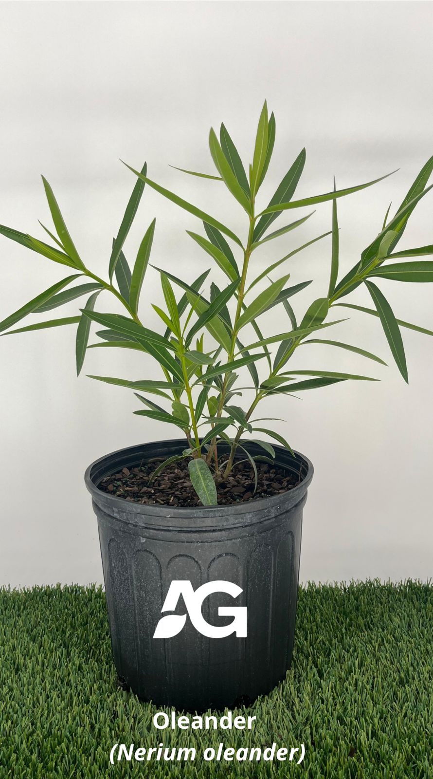 Oleander Plant