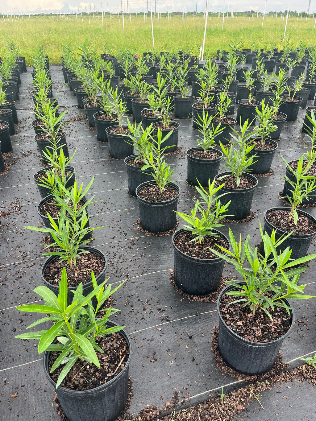 Oleander Plants