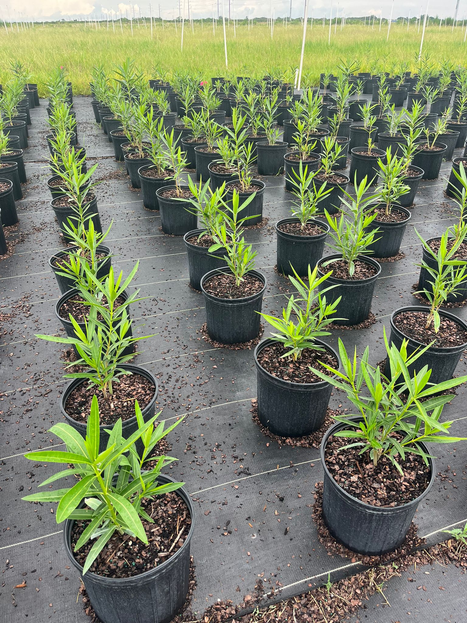 Oleander Plants