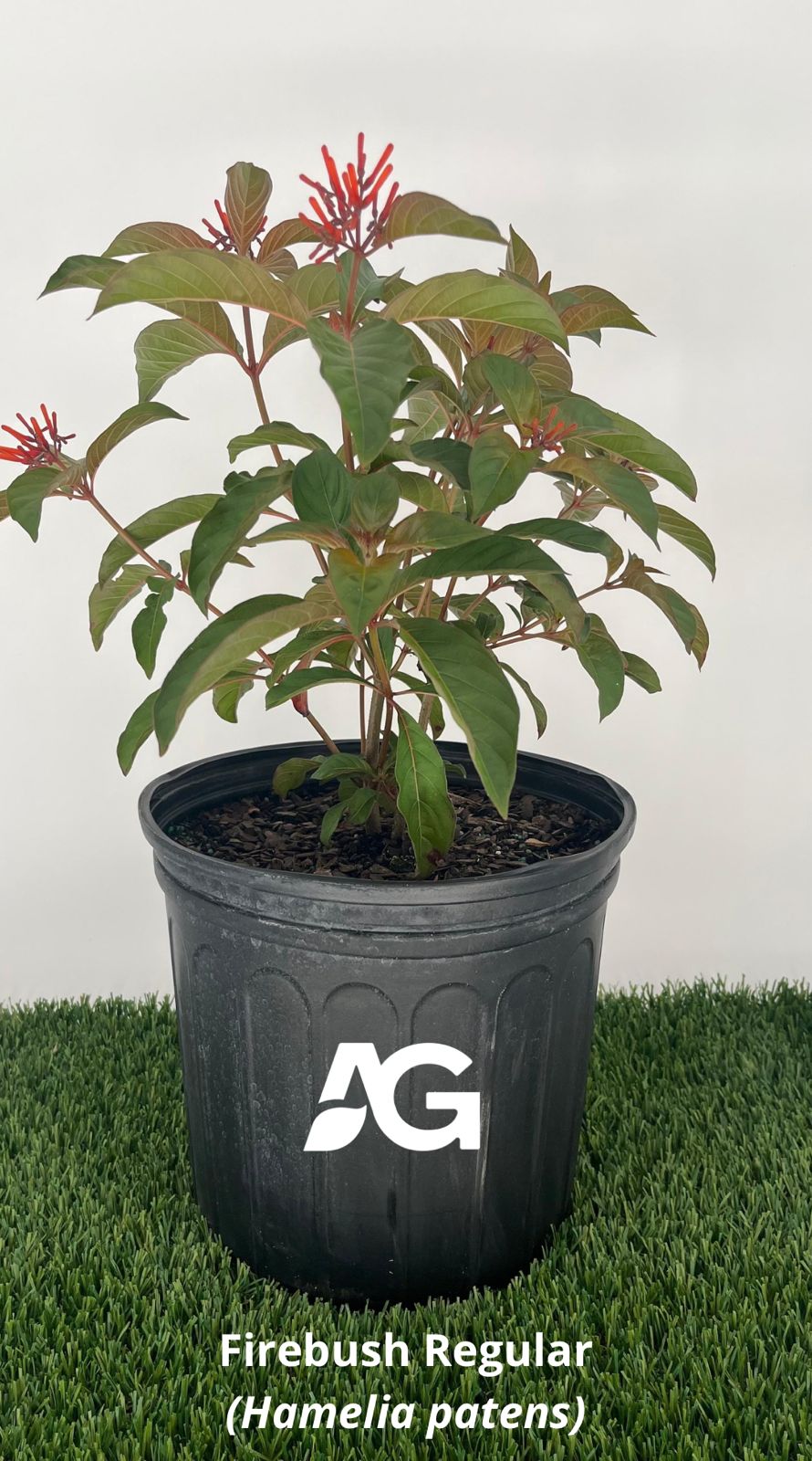 Firebush Regular (Hamelia patens)