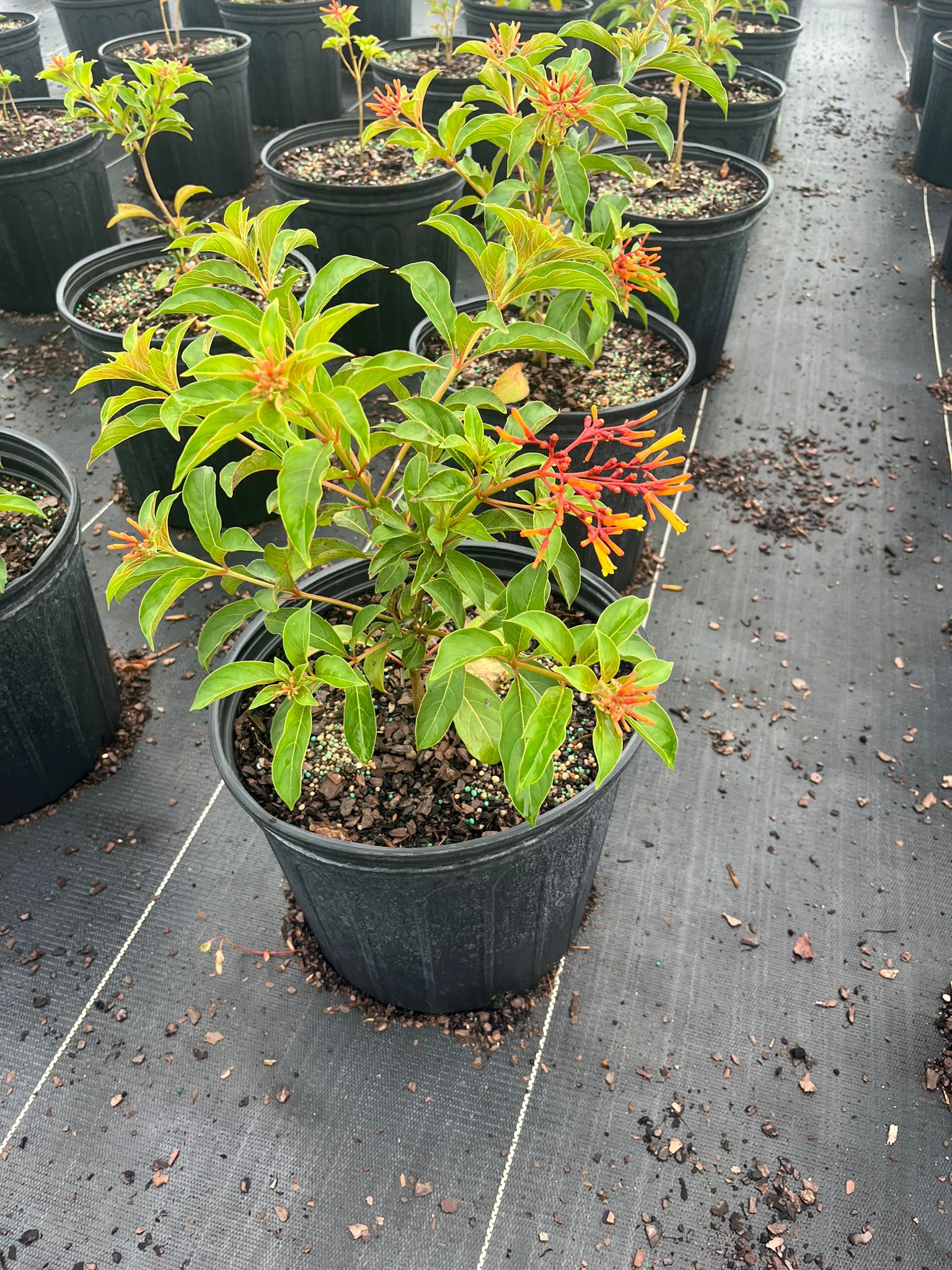 Firebush Regular (Hamelia patens)