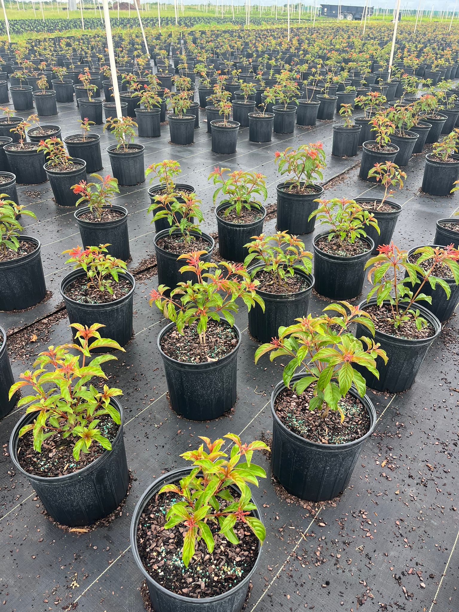 Firebush Regular (Hamelia patens)