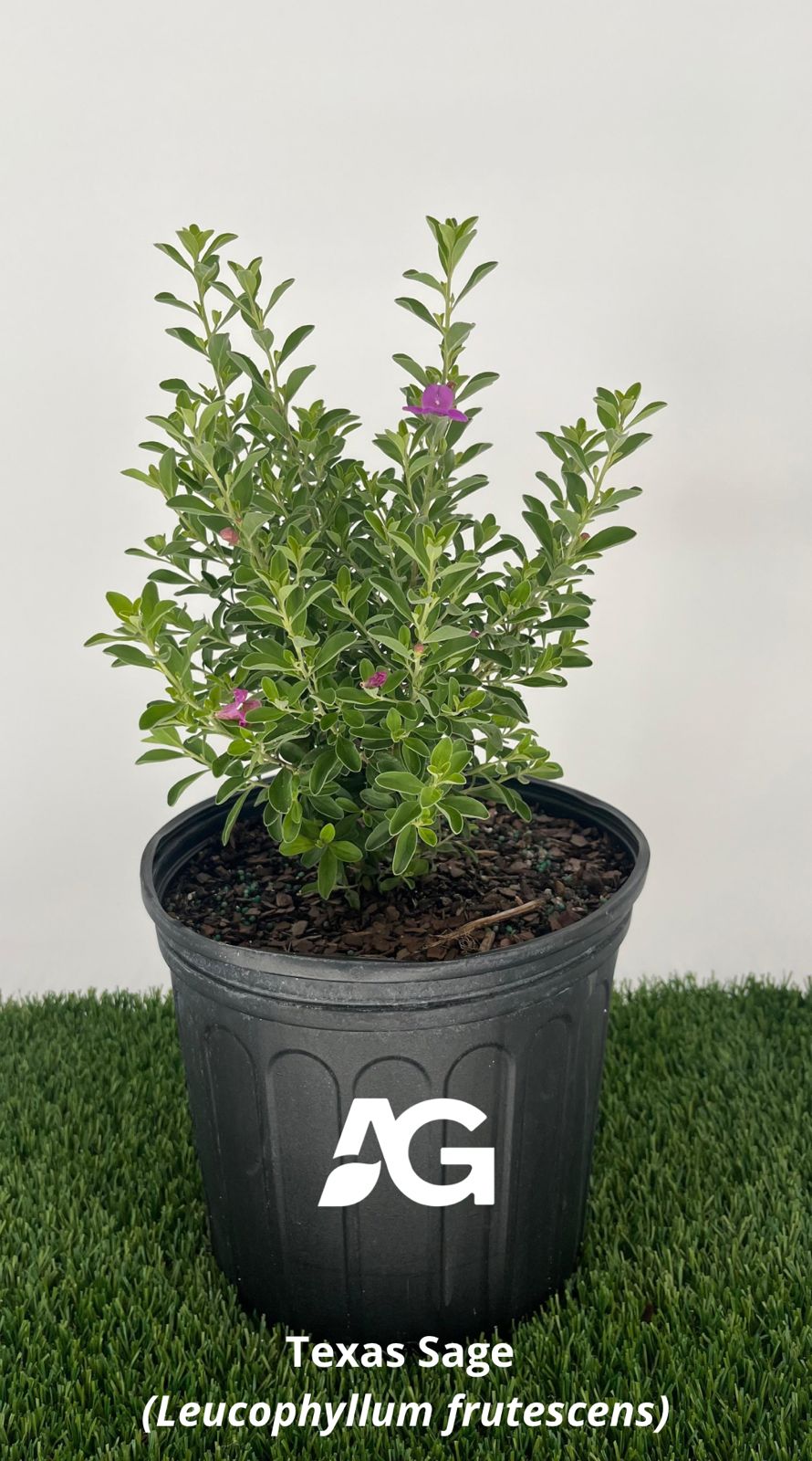 Texas Sage  (Leucophyllum frutescens)