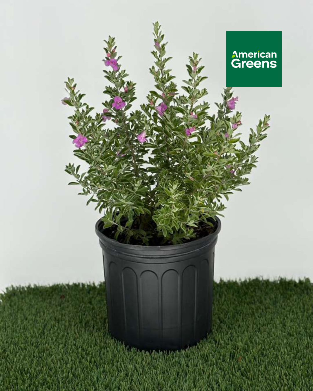 Texas Sage  (Leucophyllum frutescens)