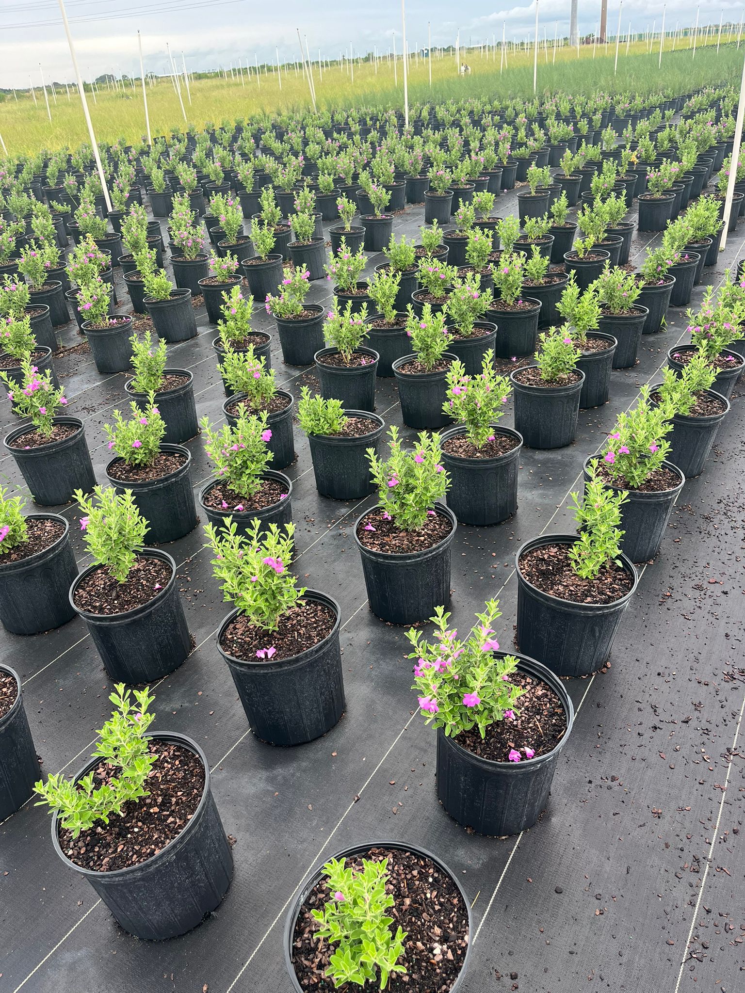 Texas Sage  (Leucophyllum frutescens)