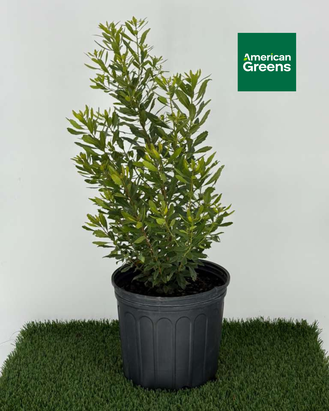 Wax Myrtle (Morella cerifera)