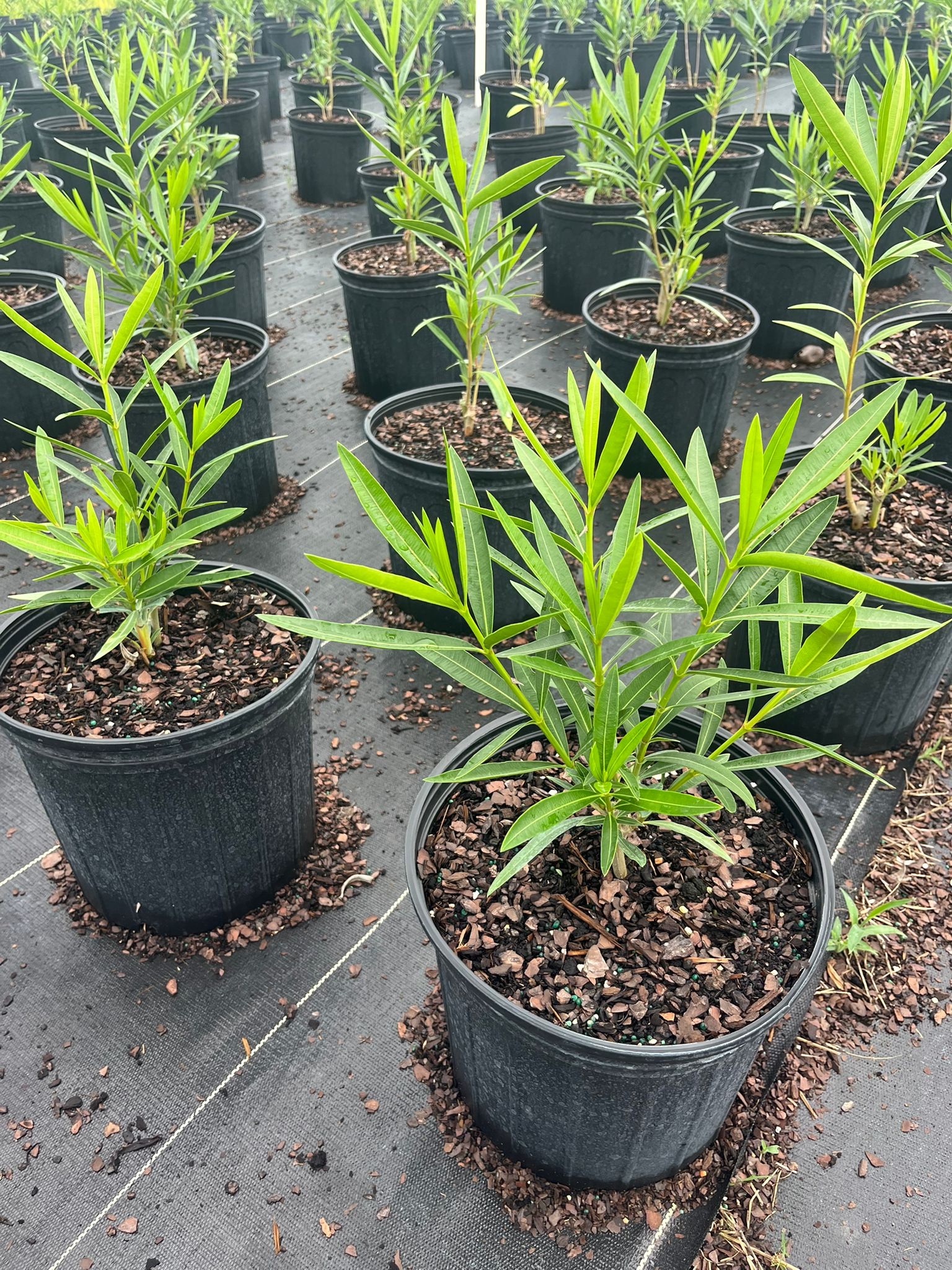 Wax Myrtle (Morella cerifera)